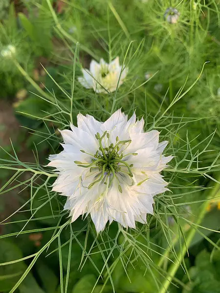 白い花 緑の黒いクミンの花 夏の花 庭の植物 — ストック写真