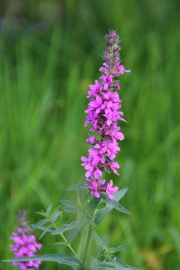 Çiçek açan uzun ve uzun çiçek, mor çiçek, yazın çayırda açar, doğal yeşil, vahşi doğa.
