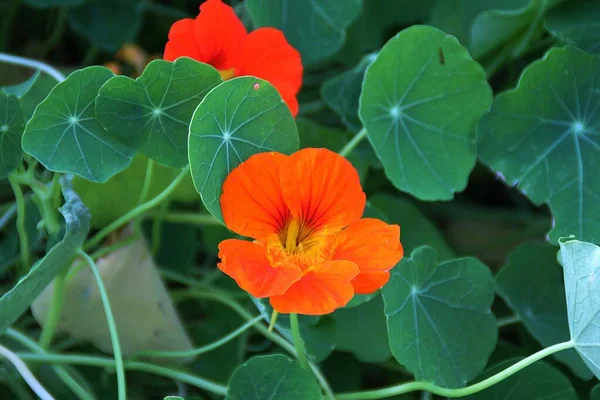 Narancs Nasturtium Között Zöld Levelek Virágzó Nasturtium Zöld Nyáron Narancs — Stock Fotó