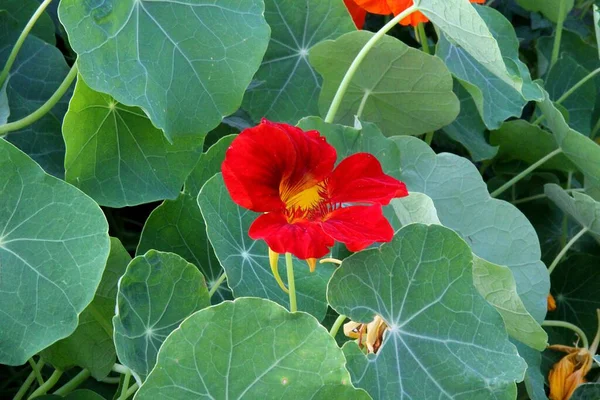 緑の葉の間の赤いナストリウム 開花するナストリウム 夏の緑 赤い花弁と黄色の花センター 食用花 — ストック写真