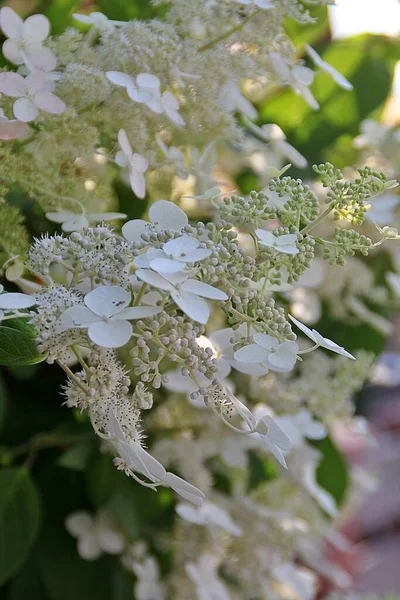 白いアジサイ 白い紫陽花の花 白い花の植物 美しい花の茂み — ストック写真