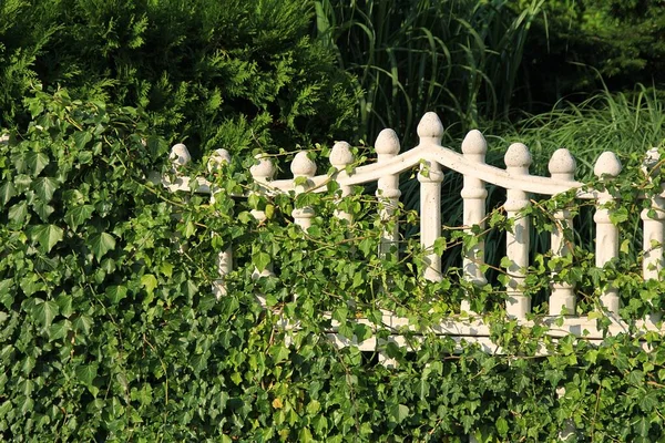 lush greenery, white picket fence overgrown with wild greenery, winding ivy, tall grass, cypress bushes, openwork picket fence covered with greenery