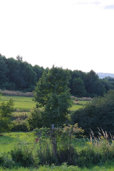 Wild Groen Velden Landschap Draad Hek Begroeid Met Planten Mooie — Stockfoto