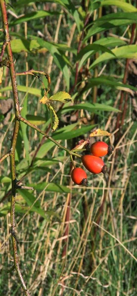 Red Rosehips Grasses Bushes Wild Meadows Red Rose Fruits Autumn — Stock Photo, Image