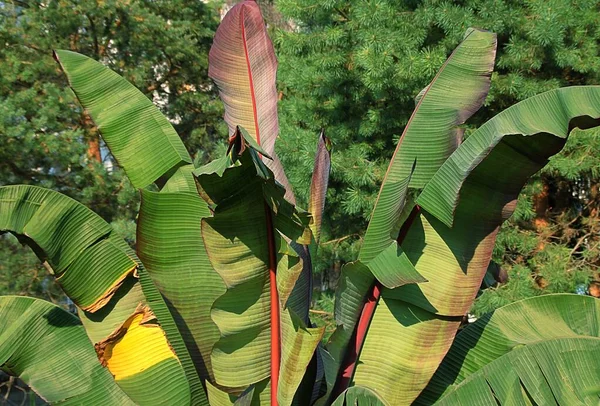 Duże Szerokie Liście Palmowe Ciemna Soczysta Zieleń Rośliny Tropikalne Palma — Zdjęcie stockowe