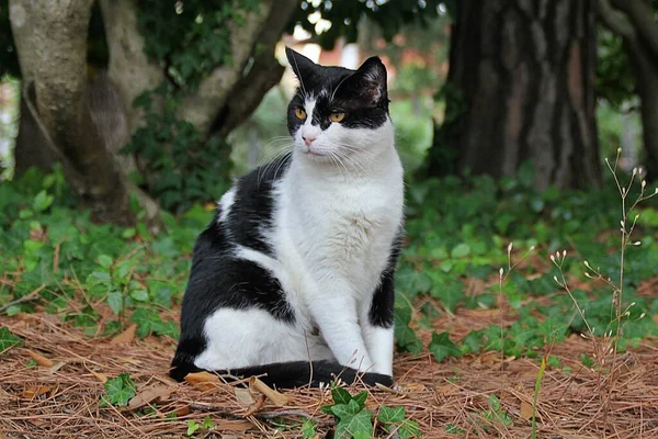Czarny Biały Kot Siedzący Zielonym Majestatycznym Kocie Domowym Zwierzę Siedzące — Zdjęcie stockowe