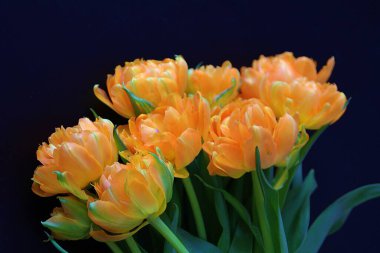 turuncu laleler, sivri uçlu laleler, kesilmiş çiçekler, açan çiçekler, bahar çiçekleri, koyu arka plan, lale yapraklarındaki ışık