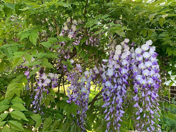 藤の開花紫藤登山植物藤の開花下ブッシュ香り高い花 — ストック写真