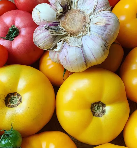 Färgglada Tomater Gula Och Röda Tomater Vitlökslök Färska Grönsaker Sommargrönsaksskörd — Stockfoto