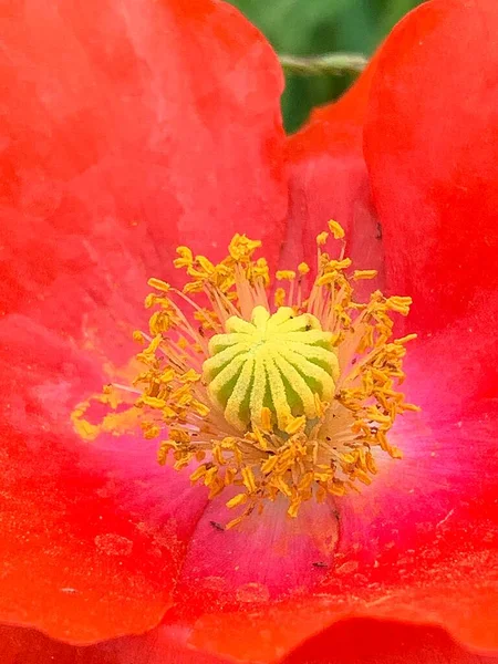 Interior Vermelho Papoula Selvagem Interior Flor Pólen Amarelo Papoula Florida — Fotografia de Stock