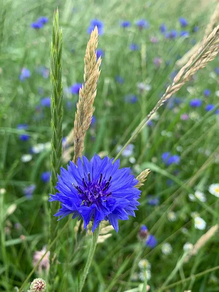 Flor Azul Cornflower Campo Cornflower Azul Flor Campo Natureza Selvagem — Fotografia de Stock