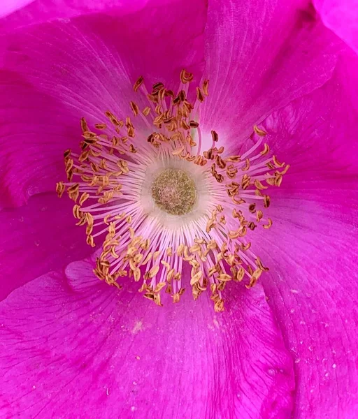 濃いピンクのバラ香りのバラの花びら開花バラ香りの花春咲き花びら花粉 — ストック写真