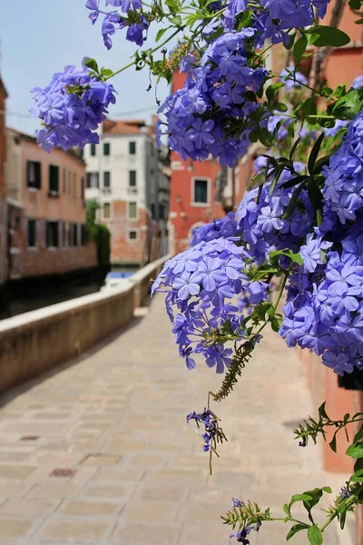 Violet Blue Flowers Earlobe Lead Blooming Flowers Window Typical Venetian — Stockfoto