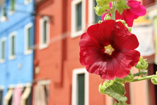 Red Mallow Background Coloured Houses Blurred Background Mallow Blossom Foreground — Stockfoto