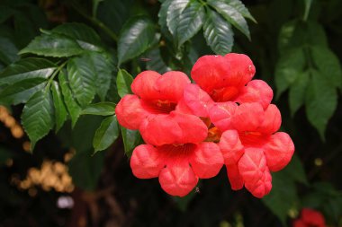 blooming American milinus, large bush with red flowers, red goblets with petals, dark green leaves, flowers with flowers in the form of bells