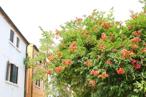 Blooming American Milinus Large Bush Red Flowers Typical Italian Houses — Stockfoto