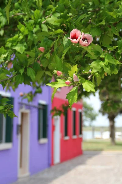 colorful houses in Burano, houses painted in strong colors, small colorful houses, flowers in windows, fabric curtain on front door, violet and pink house, hibiscus
