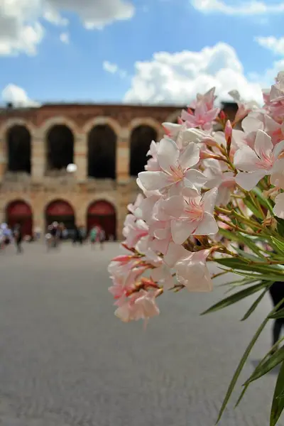 Pink Oleander Arena Verona Background Italian City Verona Oleander Bloom — 스톡 사진