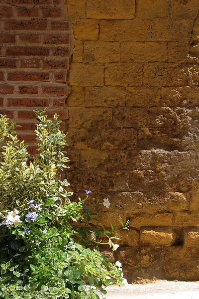 wall, old wall, stone wall, brick wall, creeper in front of the wall, plant in front of the wall