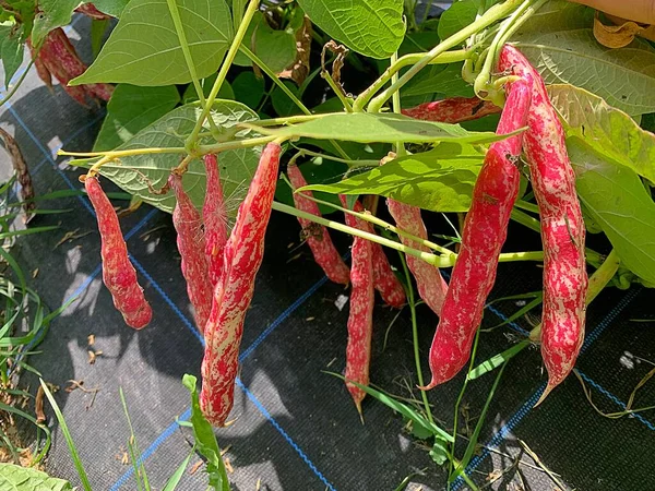 ripening borlotti beans, borlotti on bushes, long hanging pods of beans, pulses, garden flower bed