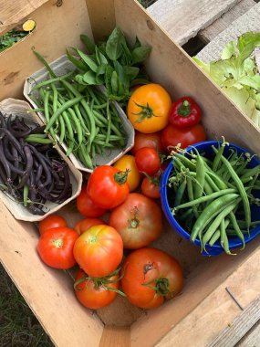 Bahçede toplanan sebzeler, yeşil fasulyeler, domatesler, sebze sandıkları, fesleğen, mor fasulyeler.