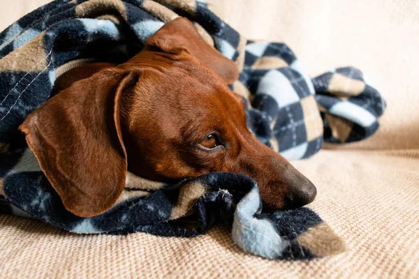Dachshund Lying Sofa Covered Blanket — Fotografia de Stock