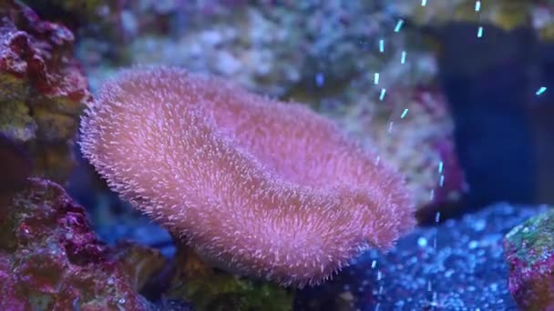 Саркофитон - род кораллов из семейства Alcyoniidae — стоковое видео