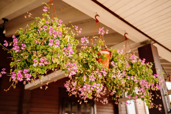Vasos com flores cor de rosa pendurados no telhado. — Fotografia de Stock
