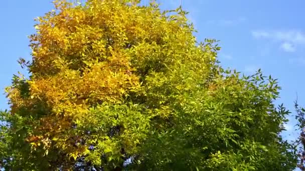 Χνουδωτό πράσινο και κίτρινο φθινοπωρινό στέμμα ενός δέντρου ενάντια σε έναν γαλάζιο ουρανό. — Αρχείο Βίντεο