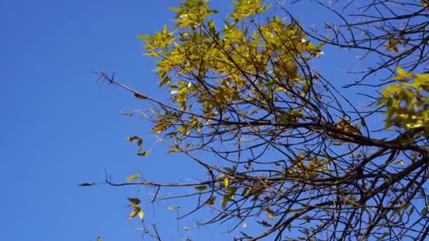 Στέμμα ενός δέντρου με πεσμένο φύλλωμα ενάντια σε έναν γαλάζιο ουρανό. — Αρχείο Βίντεο