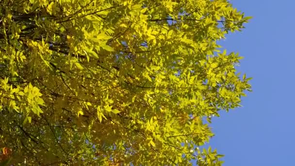 Berkilau kuning mahkota musim gugur pohon terhadap langit biru. — Stok Video