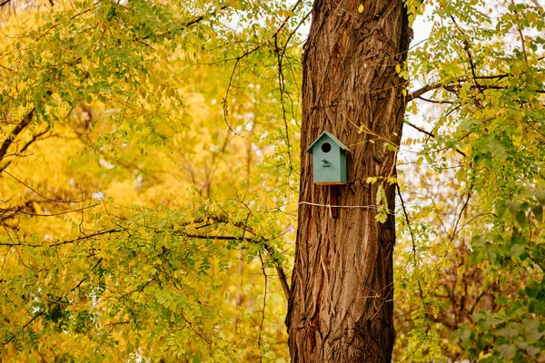 Nichoir sur un arbre d'automne. la beauté de la nature et le soin des oiseaux. — Photo