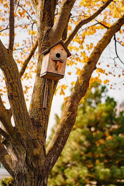 Casa de pájaros en un árbol de otoño. la belleza de la naturaleza y el cuidado de las aves. —  Fotos de Stock