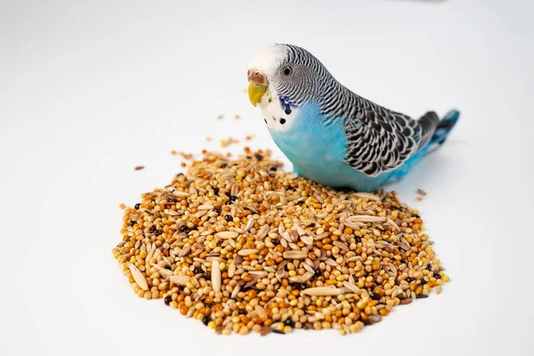 Blue wavy parrot eats bird food on a white background. pet shop. — Stock Photo, Image