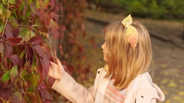 Gadis kecil yang lucu oleh dinding dengan musim gugur anggur liar. keindahan alam musim gugur. — Stok Video