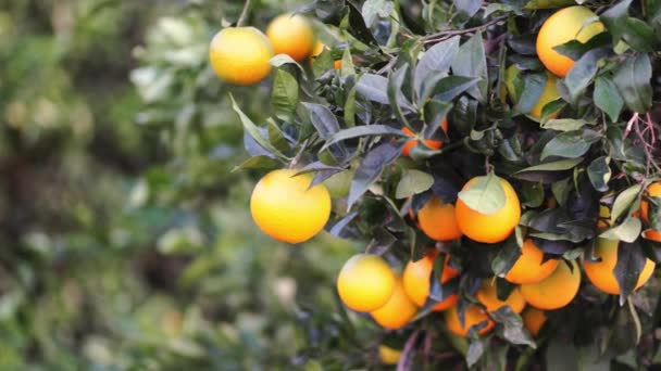 Tuin met sinaasappelbomen. takken met citrusvruchten. — Stockvideo