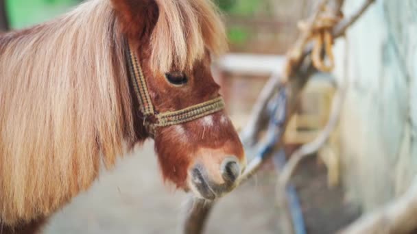 Tête d'un beau poney brun dans un harnais. chevaux à la ferme. — Video