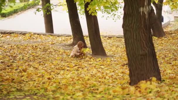 Alegre y dulce niña recoge caído otoño hojas. — Vídeo de stock
