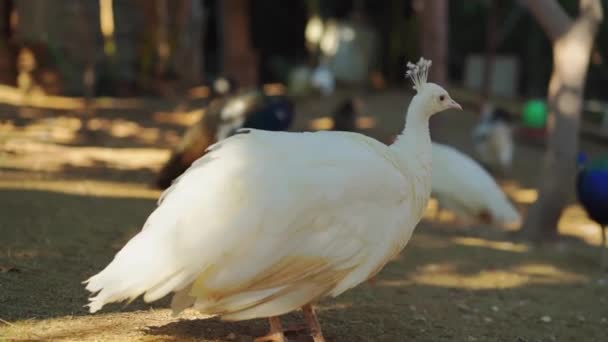 一只白色孔雀 旅馆公园里的养鸡场 一个感人的动物园 — 图库视频影像