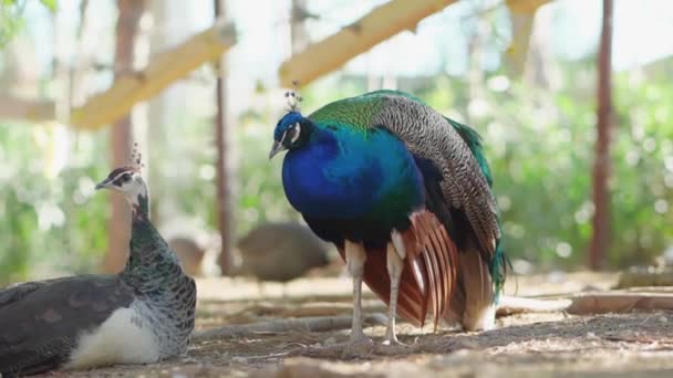 A blue peacock male stands beside the female. bird farm — Stock Video