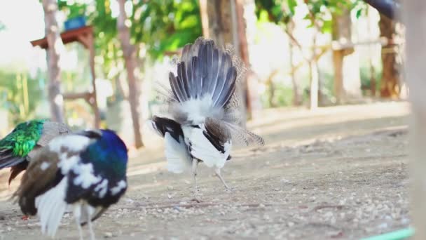 Un hermoso macho pavo real con cola esponjosa. granja de aves en el parque. — Vídeos de Stock