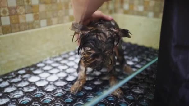 Tımar Yorkshire Teriyeri 'nin duşunda yıkanıyor. 