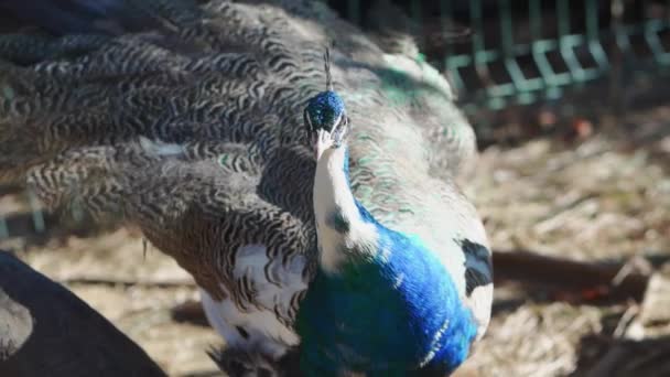 Un macho pavo real azul. granja de aves en el parque. — Vídeos de Stock