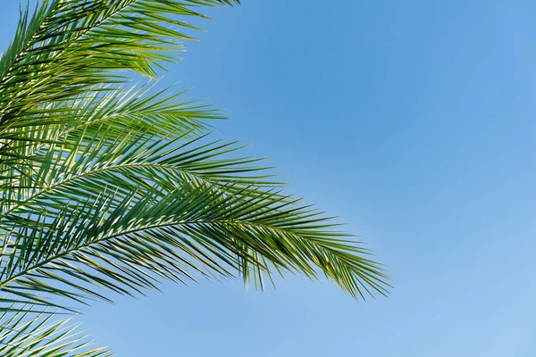 Mavi gökyüzüne karşı bir palmiye dalları. Tropiklerin bitki örtüsü. 