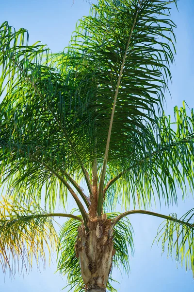 La parte superior de una palmera contra un cielo azul. vegetación de los trópicos. —  Fotos de Stock