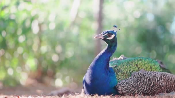 Un macho pavo real azul se sienta en el suelo. granja de aves en el parque. — Vídeos de Stock
