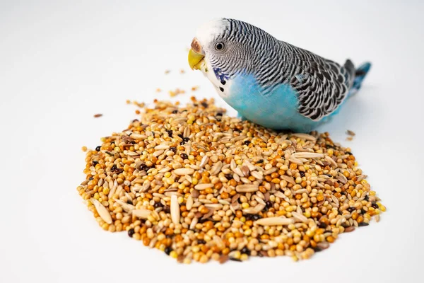 Mavi dalgalı papağan beyaz arka planda kuş yemi yer. evcil hayvan dükkanı.