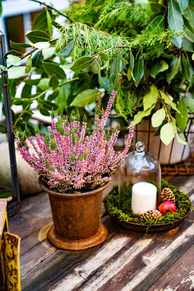 A flower in a pot next to a candle under a glass cap — Stock Photo, Image