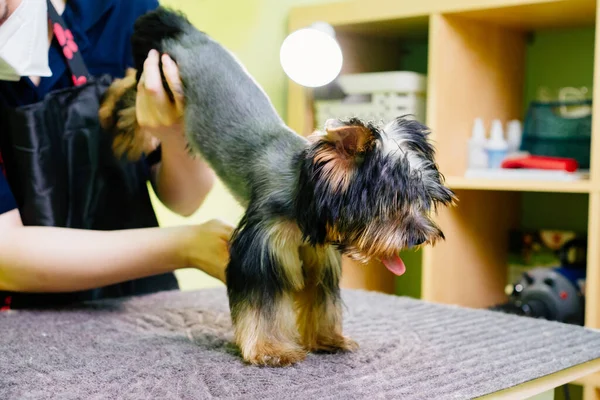 Groomer corta Yorkshire Terrier con tijeras. extras en la tienda de mascotas —  Fotos de Stock