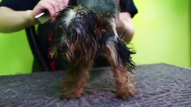 Groomer se seca con un secador de pelo y peines de Yorkshire Terrier — Vídeos de Stock